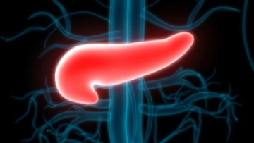 Illuminated pancreas image.