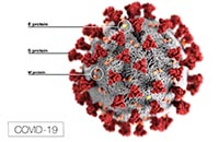 SARS-COV-2, the novel coronavirus that causes COVID-19. (Image: Courtesy of the CDC)