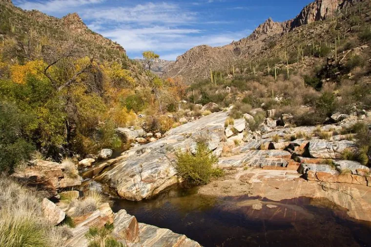 Sonoran Desert