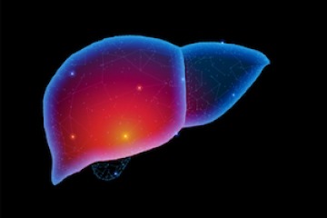 Illuminated liver image.