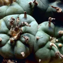 peyote_cactus.jpeg